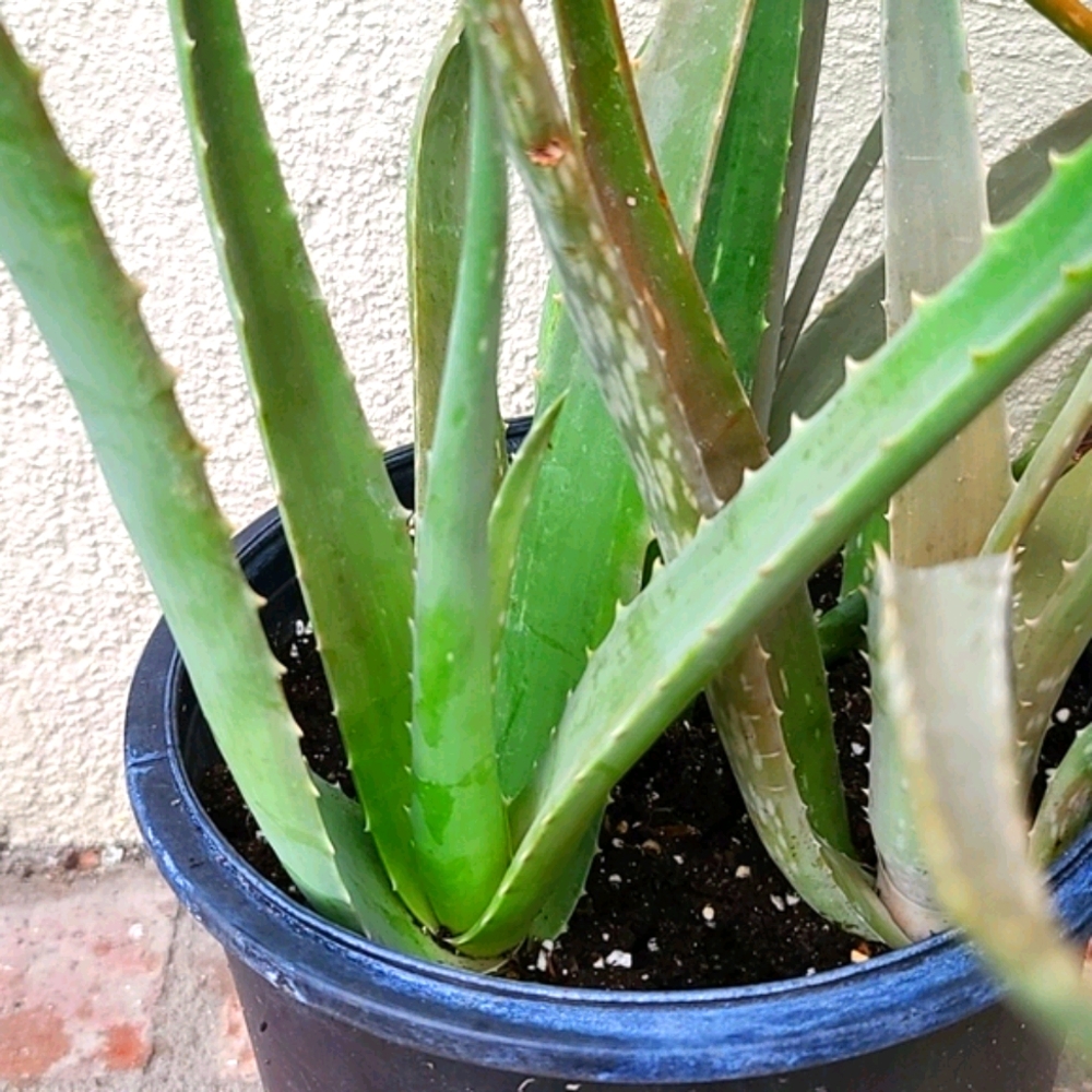 Aloe Vera Plant - Picture 3 of 7